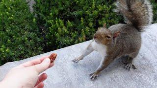 Squirrel throws a tantrum when I don't give her the nut she wants