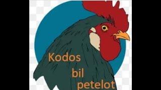 Kodos bil petelot-Gatanje vo zivo