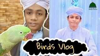 Hassan Raza Attari Visit Hamare Birds Vlogs - Birds Vlog # 27