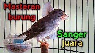 Masteran burung sanger juara ampuh bikin sanger lain cepat gacor ngerol