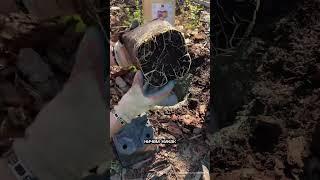 Как правильно посадить пионы #лайфхак #огород #садоводничество #дача #цветы