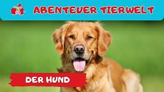 Abenteuer Tierwelt |  der Hund | Tiere lernen für Kinder und Kleinkinder