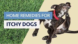 Top 3 Home Remedies For Itchy Dogs