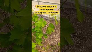 Золотое правило нормировки винограда побегами #нормировкапобегами #виноград #виноградник