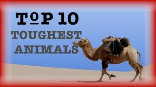 TOP 10 Toughest Animals on the Planet | Amazing Animals