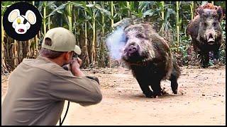 Top 100 - The Tough Fight Of American Master Hunters With The Fierce Wild Boars | Wild Boar Hunting