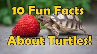 10 Fun Facts About Turtles!