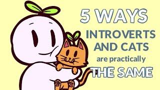 5 Ways Introverts And Cats Are Exactly the Same