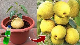 How to growing pears tree from pears fruit with these secrets | Grafting Pears