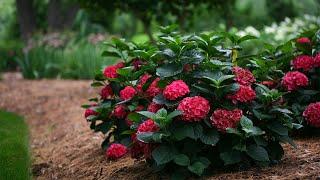 Plant Of The Day: September 23 - 29 (35% Off)