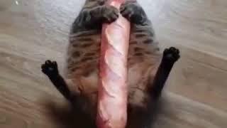 Fat cat with bread stick.