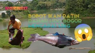 Pengangkatan Ikan Patin Danau Lido Bogor dengan Bobot 43Kg