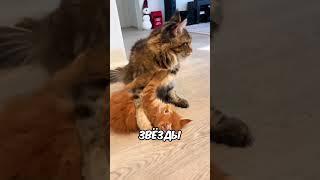 А какого окраса ваша кошка?  #хочуврек #кот #кошка #shorts