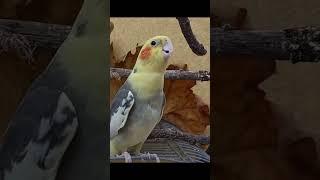 Cockatiel Mating Call. Male Cockatiel Sound. Cockatiel Mating. Cockatiel Singing. Cockatiel Parrot