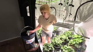 Hydroponic strawberry Watering/maintain 2.5 EC at 14 week update