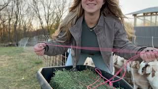 Morning Farm Chores