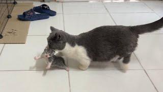 Mother cat munchkin stole a kitten because the kitten was too cute.