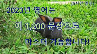 2023년 영어는 이 1,200 문장으로 마스터 가능합니다 | 5시간 영어 흘려듣기