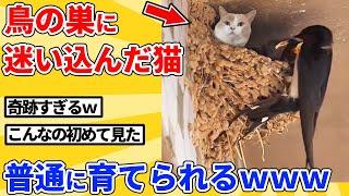 【2ch動物スレ】鳥の巣で普通に暮らす猫がヤバすぎるｗｗｗｗｗ