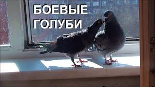 Боевые голуби