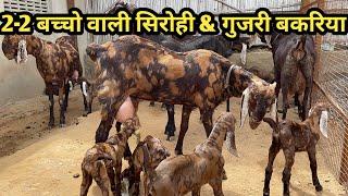 2 बच्चो वाली सिरोही बकरी &￼ pregnant (Rajasthan Goat Farm Ajmer )9783341533