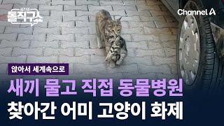 [앉아서 세계 속으로]새끼 물고 직접 동물병원 찾아간 어미 고양이 화제 / 채널A / 김진의 돌직구쇼