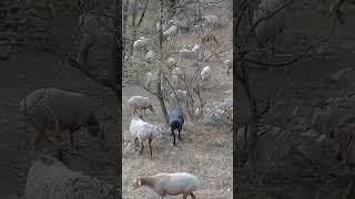 Herd of sheep & Donkey passing through mountains | Mountain Village | Nature Buddies #youtubeshorts