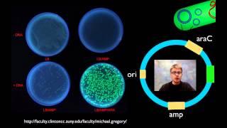 AP Biology Lab 6: Molecular Biology