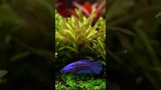 New To Fish Keeping. Watch This To Avoid Mistakes | Beginners Guide | #aquarium #fish