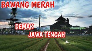 bawang merah demak jawa tengah | daerah komoditas petani bawang merah demak jawa tengah