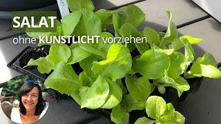 Salat OHNE Kunstlicht vorziehen: kalte Anzucht + neues Experiment