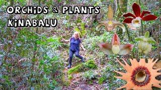 Kinabalu Orchid & Plant Spotting | Borneo Field Trip