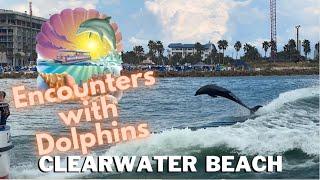 Encounters With Dolphins Boat Tour! Full Experience at Clearwater Beach Tampa Florida