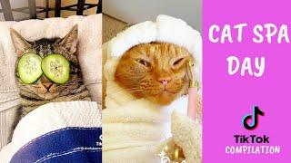 Cat SPA Day Video to make your day Tiktok Compilation l Ohhooman