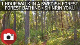 1 Hour Walk in a Swedish Forest - Shinrin Yoku - Slow-TV - Relaxing - 4K 60FPS