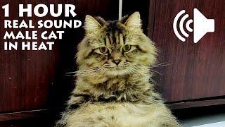 1 HOUR MALE CAT IN HEAT MEOWING - TO PRANK YOUR PETS - REAL SOUND