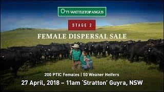 Wattletop Angus Female Dispersal - G188 Females