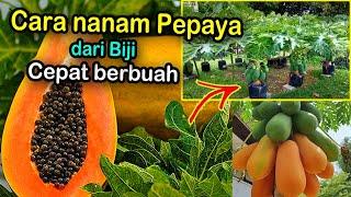 cara menanam pepaya dari biji cepat berbuah lebat