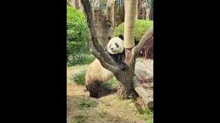 [飞云]A Cute Panda Coming From The Front - Feiyun