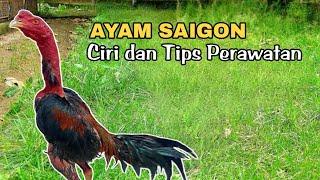 AYAM SAIGON | Ciri dan Tips Perawatan