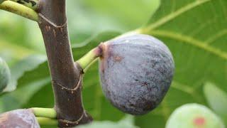 Pastiliere Fig | Comprehensive Fig Variety Review - As Good AS It Gets