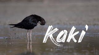 Birding with Pete - Kakī