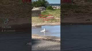 Australian Seagull 