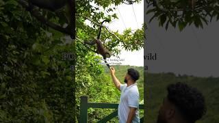 Would you feed the wild monkeys in Grant Etang National Park? #grenada #travel #caribbean #top10