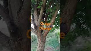Osage Orange.