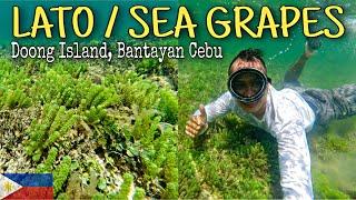 Lato or Sea Grapes ( Green Caviar ) in Bantayan Cebu | Doong Island