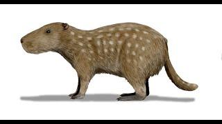 Cenozoic profile josephoartigasia