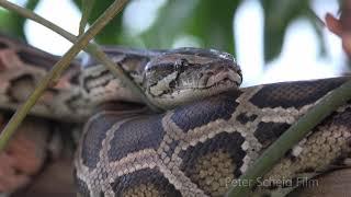 Burmese  Python, WILDLIFE FILMS VIETNAM PETER SCHEID FILM, FLORA & FAUNA in Vietnam