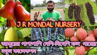 নার্সারিতে আসলেই একটি করে চারা গিফট পাবেন || J R MONDAL NURSERY || আঙ্গুরের একটি অসাধারণ নার্সারি ||