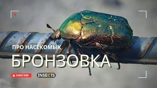 БРОНЗОВКА ЗОЛОТИСТАЯ (Cetonia aurata) | За кого вы её принимаете? #насекомые